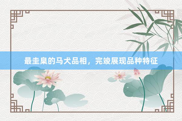 最圭臬的马犬品相，完竣展现品种特征